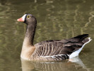 Lesser White-Fronted Goose (WWT Slimbridge March 2011) - pic by Nigel Key